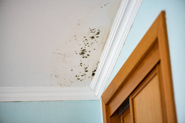 Best Residential Mold Inspection & Testing  in Foster Brook, PA